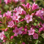 Vajgela kvetnatá (Weigela florida) ‘PICOBELLA ROSA’® - výška 10-15 cm, kont. C2L